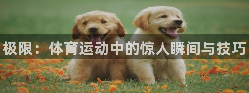 五星体育卡塔尔f1：极限：体育运动中的惊人瞬间与技巧