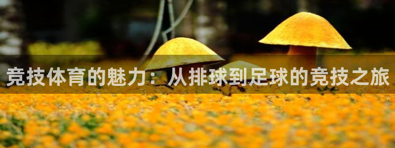 五星体育 刘鹏：竞技体育的魅力：从排球到足球的竞技之旅